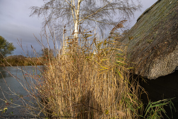 Golden reed bed next to a wooden boat shed with a thatched roof Picture Board by Chris Yaxley