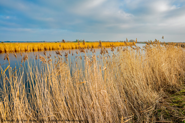 Golden reeds along the River Yare Picture Board by Chris Yaxley
