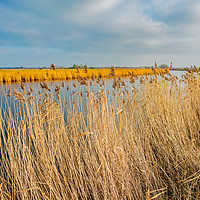 Buy canvas prints of Golden reeds along the River Yare by Chris Yaxley