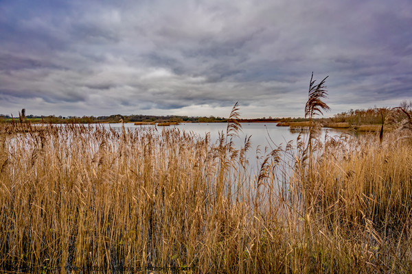 Rockland Broad in autumn Picture Board by Chris Yaxley