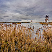 Buy canvas prints of Rockland Broad in autumn by Chris Yaxley
