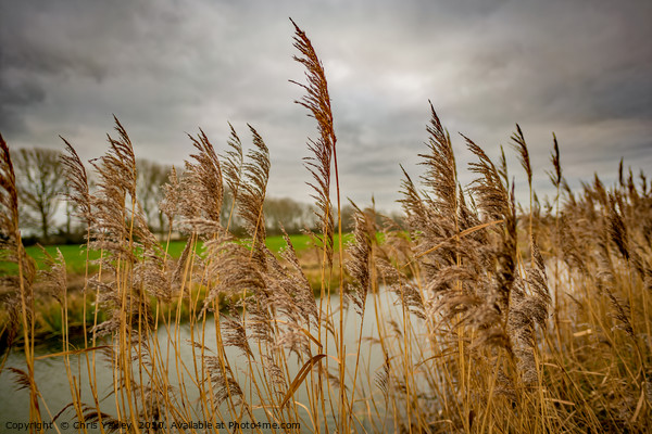 Golden reeds of the Norfolk Broads Picture Board by Chris Yaxley