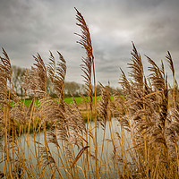 Buy canvas prints of Golden reeds of the Norfolk Broads by Chris Yaxley