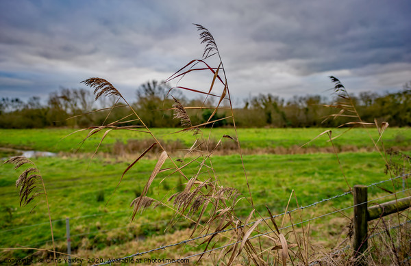 Grass reeds in the Norfolk countryside Picture Board by Chris Yaxley