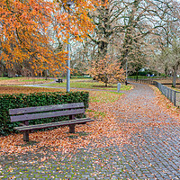 Buy canvas prints of Wooden park bench in autumn in the Netherlands by Chris Yaxley