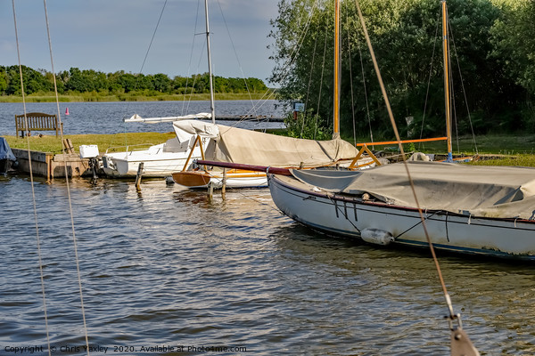 Sailing boats on Hickling Broad, Norfolk Picture Board by Chris Yaxley