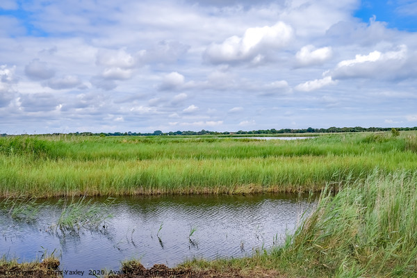 A view across Hickling Nature Reserve Picture Board by Chris Yaxley