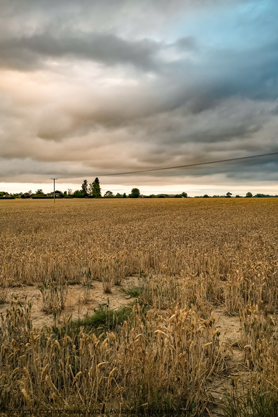 Storm clouds over the cornfield Picture Board by Chris Yaxley