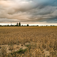 Buy canvas prints of Storm clouds over the cornfield by Chris Yaxley