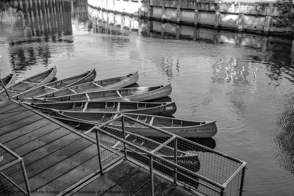 Canoes for a pub crawl on the River Wensum in Norw Picture Board by Chris Yaxley