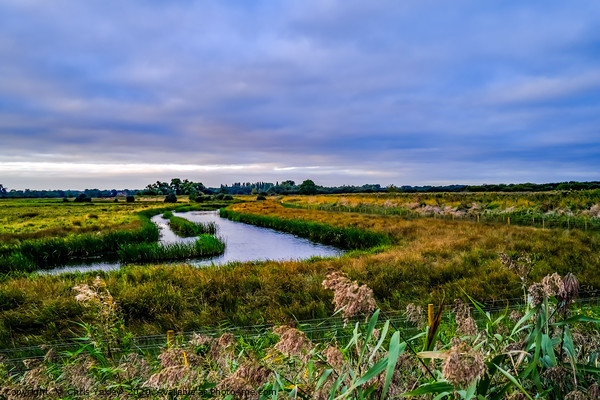 Flat marshes and grazing land, Norfolk Picture Board by Chris Yaxley