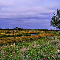 Buy canvas prints of South Walsham marshes, Norfolk by Chris Yaxley