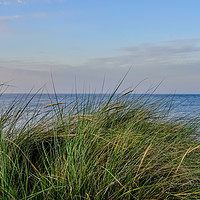 Buy canvas prints of The Norfolk coast captured from the sand dunes by Chris Yaxley