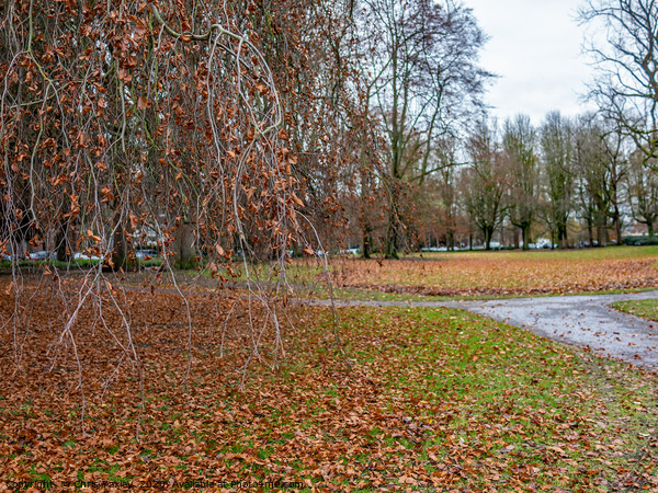 Autumn colors, Maastricht Picture Board by Chris Yaxley