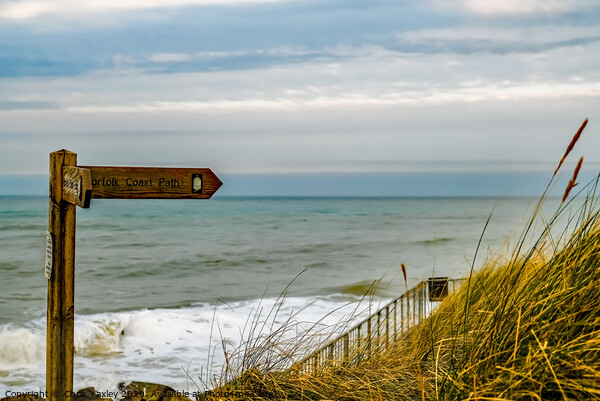 Norfolk Coast Path, Cart Gap Picture Board by Chris Yaxley