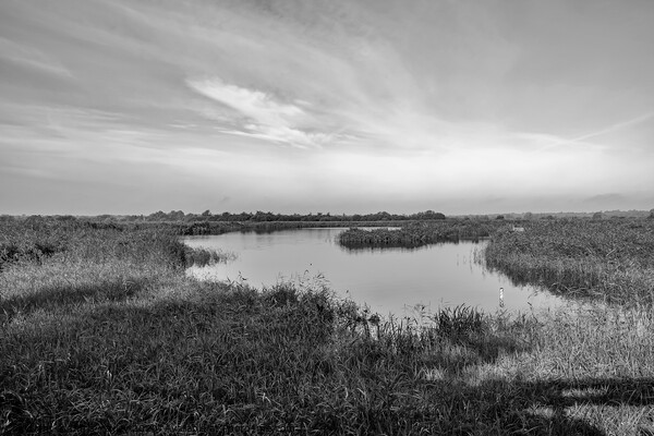 RSPB Strumpshaw Nature Reserve bw Picture Board by Chris Yaxley