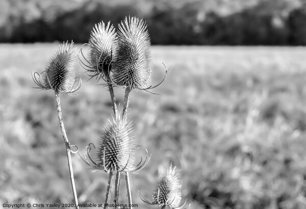 Norfolk Teasels bw Picture Board by Chris Yaxley