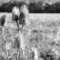 Buy canvas prints of Norfolk Teasels bw by Chris Yaxley
