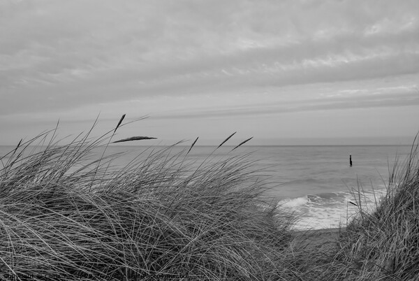 In the sand dunes on the North Norfolk coast bw Picture Board by Chris Yaxley
