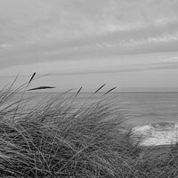 Buy canvas prints of In the sand dunes on the North Norfolk coast bw by Chris Yaxley