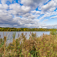 Buy canvas prints of Whitlingham Broad, Norwich, Norfolk by Chris Yaxley