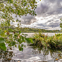 Buy canvas prints of The waterside of Whitlingham Broad, Norfolk by Chris Yaxley