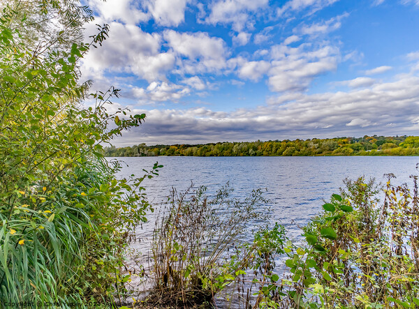 Whitlingham Broad in the heart of the Norfolk Broads Picture Board by Chris Yaxley