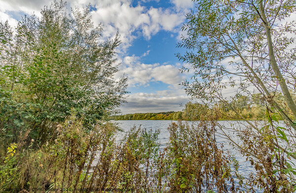 Trees beside Whitlingham Broad, Norfolk  Picture Board by Chris Yaxley