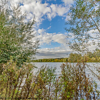 Buy canvas prints of Trees beside Whitlingham Broad, Norfolk  by Chris Yaxley