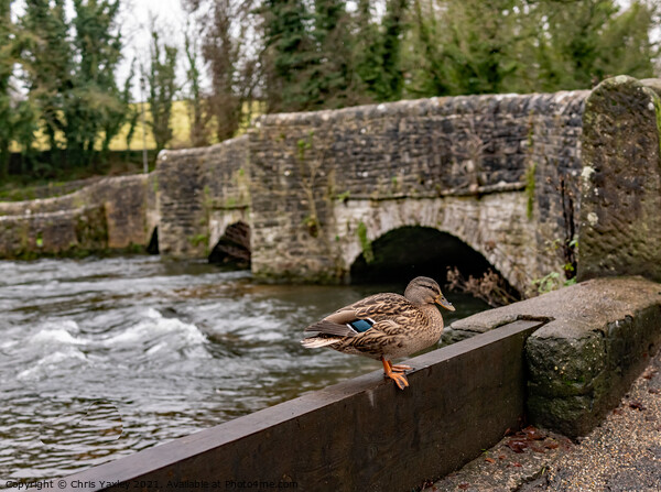 Mallard duck on the River Wye, Ashford in the Water  Picture Board by Chris Yaxley