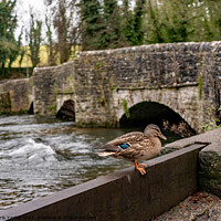 Buy canvas prints of Mallard duck on the River Wye, Ashford in the Water  by Chris Yaxley