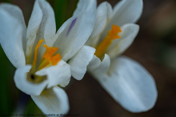 A close up of white crocus flowers growing wild in rural Norfolk Picture Board by Chris Yaxley