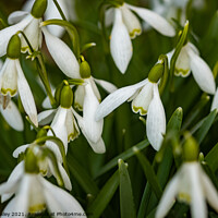 Buy canvas prints of A close up of wild snowdrops growing in the Norfolk countryside by Chris Yaxley