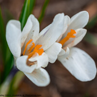 Buy canvas prints of A close up of white crocus flowers growing wild in rural Norfolk by Chris Yaxley