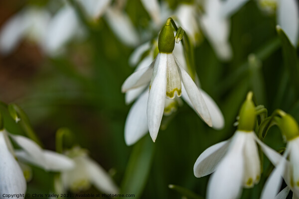 A close up of wild snowdrops growing in the Norfolk countryside Picture Board by Chris Yaxley