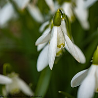 Buy canvas prints of A close up of wild snowdrops growing in the Norfolk countryside by Chris Yaxley