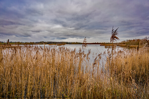 A winters day on the Norfolk Broads Picture Board by Chris Yaxley