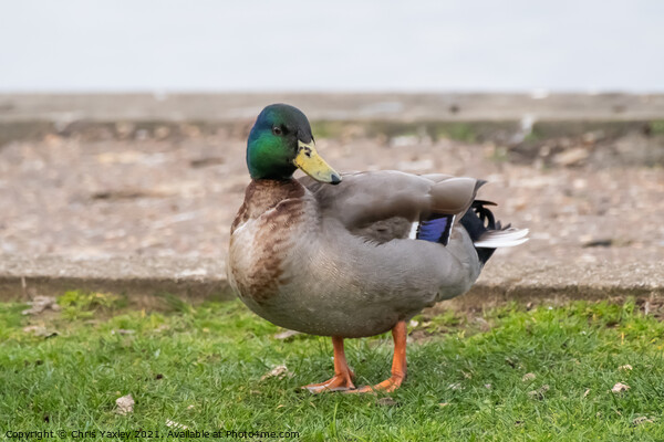 Mallard or drake on the bank of the River Bure, Horning Picture Board by Chris Yaxley