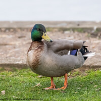 Buy canvas prints of Mallard or drake on the bank of the River Bure, Horning by Chris Yaxley