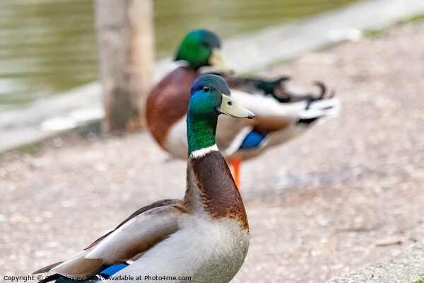 Portrait of a drake or mallard duck on the bank of the River Bure, Norfolk Picture Board by Chris Yaxley