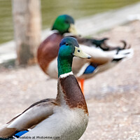 Buy canvas prints of Portrait of a drake or mallard duck on the bank of the River Bure, Norfolk by Chris Yaxley