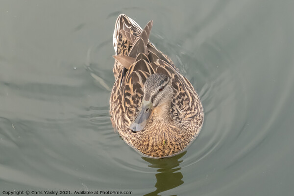 A hen or mallard duck swimming along the River Bure, Horning Picture Board by Chris Yaxley