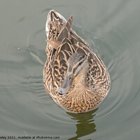 Buy canvas prints of A hen or mallard duck swimming along the River Bure, Horning by Chris Yaxley