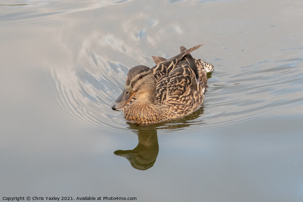A hen or mallard duck on the River Bure, Horning Picture Board by Chris Yaxley