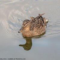 Buy canvas prints of A hen or mallard duck on the River Bure, Horning by Chris Yaxley