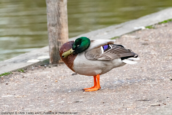 A drake or mallard duck preening on the bank of the River Bure, Horning Picture Board by Chris Yaxley