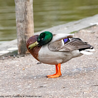 Buy canvas prints of A drake or mallard duck preening on the bank of the River Bure, Horning by Chris Yaxley