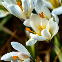 Buy canvas prints of A close up of wild white crocus by Chris Yaxley