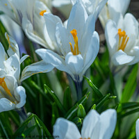 Buy canvas prints of A close up of white crocus flowers growing wild in rural Norfolk by Chris Yaxley