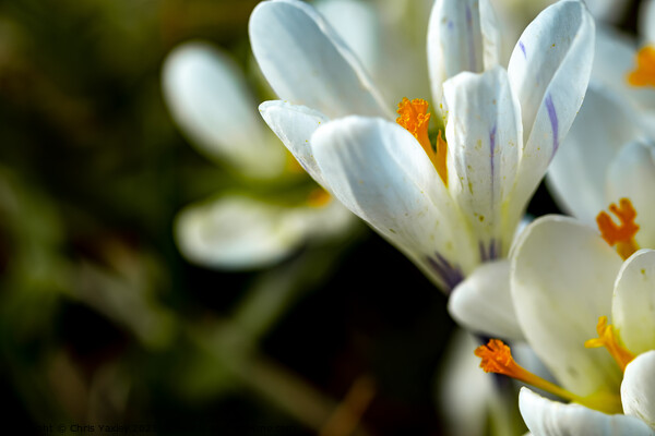 Wild white crocus flowers Picture Board by Chris Yaxley